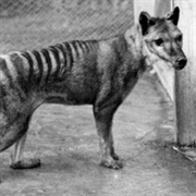 Thylacine
