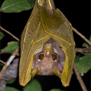 Pohle's Fruit Bat