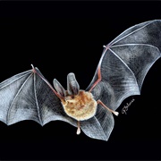 Small Big-Eared Brown Bat