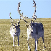 Qausuittuq National Park (NU)