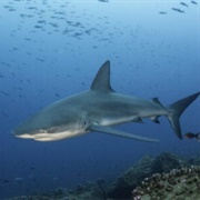Galapagos Shark