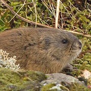 Brown Lemming