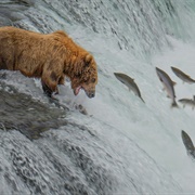 Brooks Lodge, Falls, River and Riffles Platform, Katmai National Park