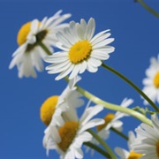 Oxeye Daisy