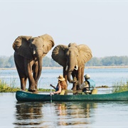 Go on a Canoe Safari in the Okavango Delta, Botswana