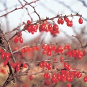American Barberry (Berberis Canadensis)