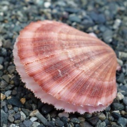 Pacific Spear Scallop