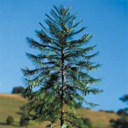 Wollemi Pine