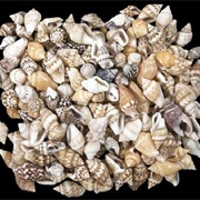Nassa Seashells