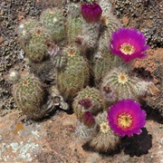 Lace Hedgehog Cactus