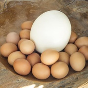 Ostrich Egg