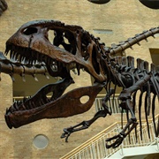 Fernbank Museum of Natural History, Georgia