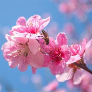 Peach Blossoms