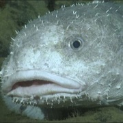 Blobfish