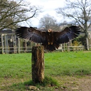 Cotswold Falconry Centre