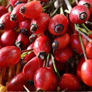 Dog Rose (Rosa Canina)