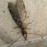 Dobsonfly