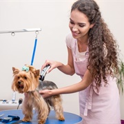 Pet Groomer