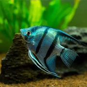 Angel Fish