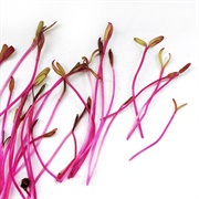 Beetroot Sprouts