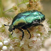 Scarab Beetle