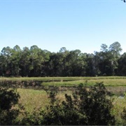 Price's Scrub State Park