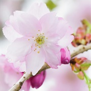 Oshima Cherry (Prunus Speciosa)