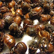 Hormigas Culones (Colombian Big Butt Ants)