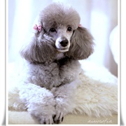 French Poodle