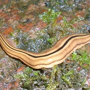 Planarian