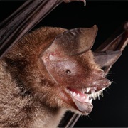 Parnell's Mustached Bat