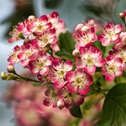 Common Hawthorn (Crataegus Monogyna)