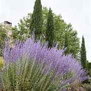 Russian Sage (Salvia Yangii)
