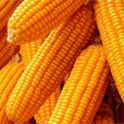 Maize