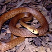 Coastal Taipan