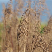 Taiwan Oil Millet (Spodiopogon Formosanus)