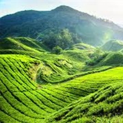 Habu Boh Tea Plantation