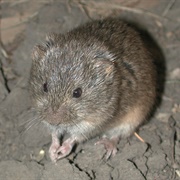 Prairie Vole