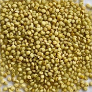 Browntop Millet (Brachiaria Ramosa)