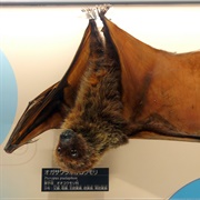 Bonin Flying Fox