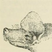 Bini Free-Tailed Bat