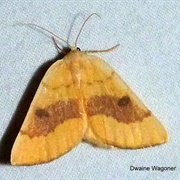 Sulphur Moth