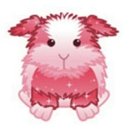 Rosy Satin Guinea Pig