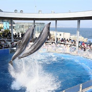 Umitamago Aquarium, Oita