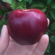 Spartan Apple (Canada)