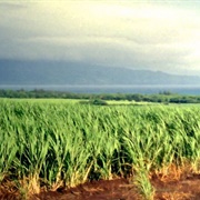 Sugarcane Field