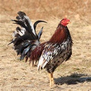 Cock