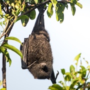 Black-Eared Flying Fox
