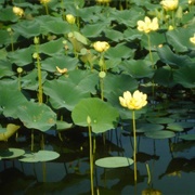 Spatterdock (Nuphar Advena)