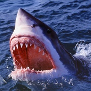 The Shark (Jaws)